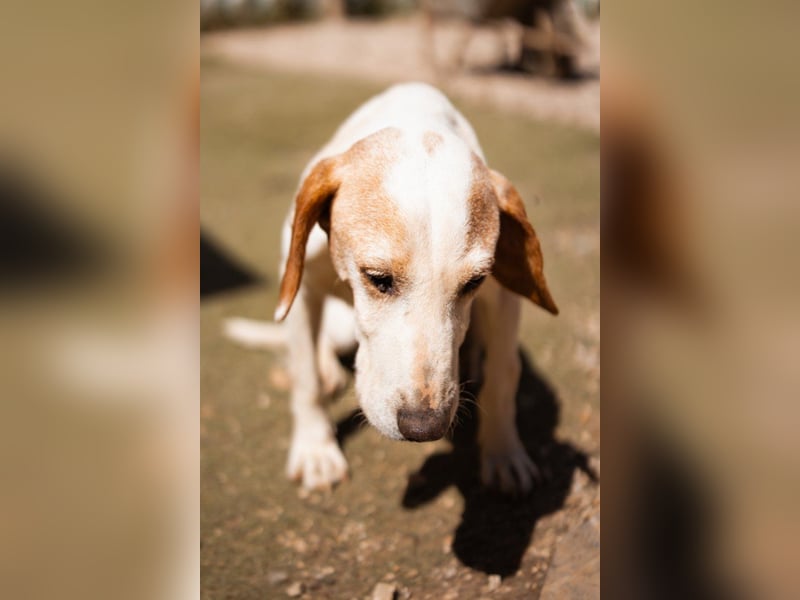 Bracken-Mix-Bub  Ivica  -  auch kinder- und katzenfreundlich