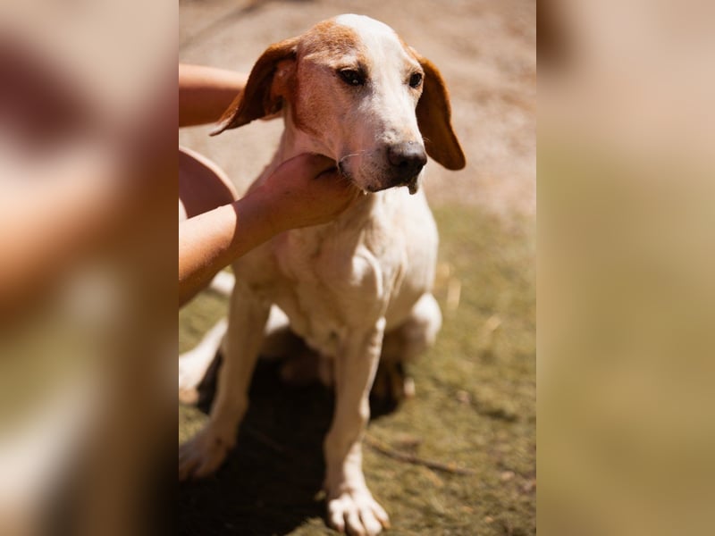 Bracken-Mix-Bub  Ivica  -  auch kinder- und katzenfreundlich
