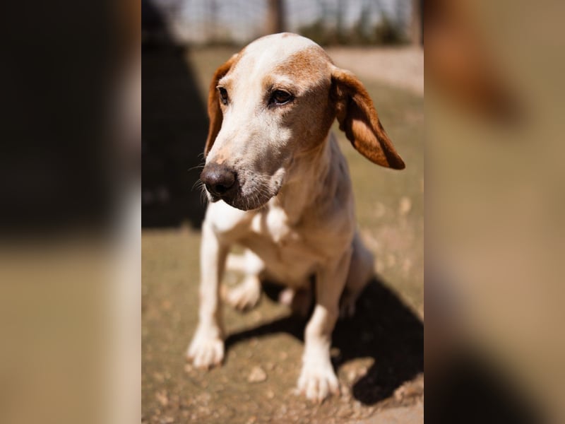 Bracken-Mix-Bub  Ivica  -  auch kinder- und katzenfreundlich
