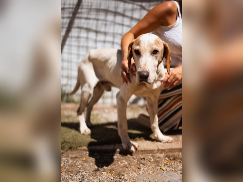 Bracken-Mix-Bub  Ivica  -  auch kinder- und katzenfreundlich
