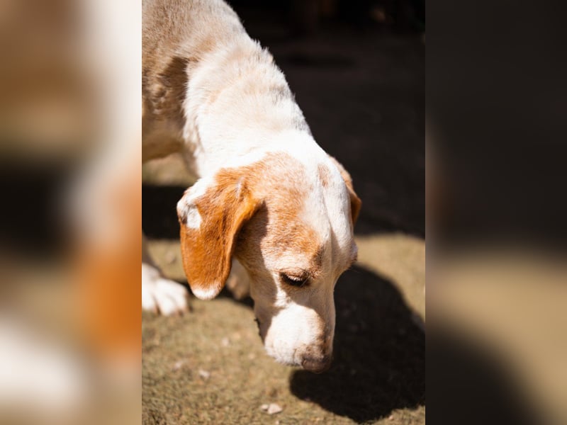 Bracken-Mix-Bub  Ivica  -  auch kinder- und katzenfreundlich