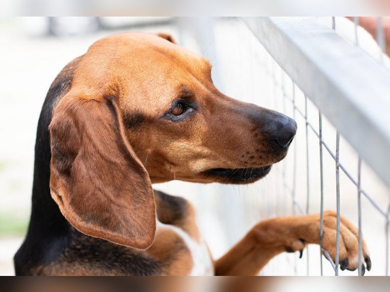 Brackenmix DARIA (3 Jahre) sucht eine eigene Familie!