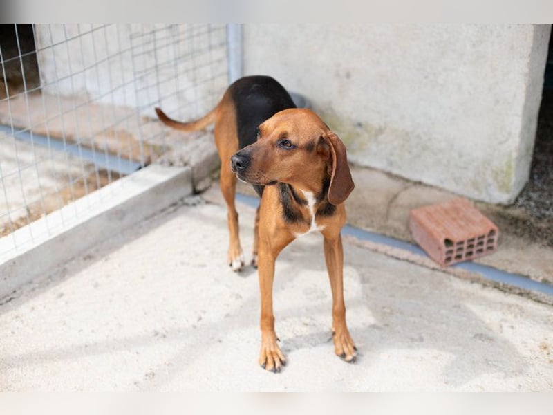 Brackenmix DARIA (3 Jahre) sucht eine eigene Familie!