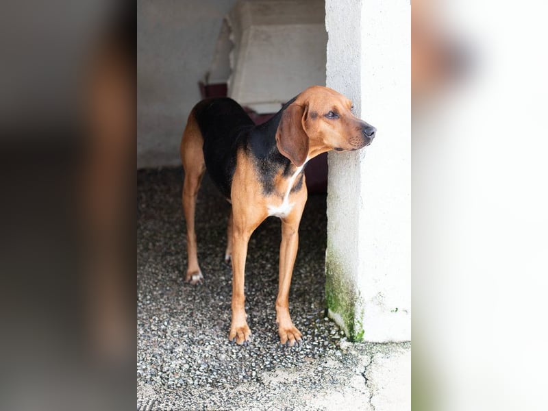 Brackenmix DARIA (3 Jahre) sucht eine eigene Familie!