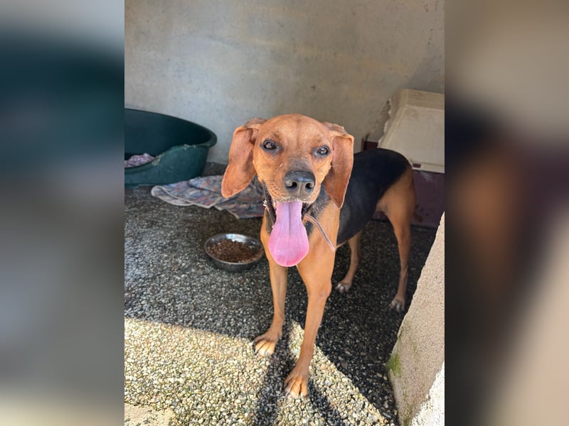Brackenmix DARIA (3 Jahre) sucht eine eigene Familie!