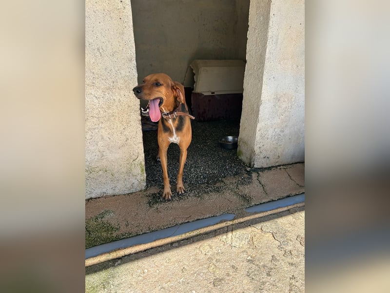 Brackenmix DARIA (3 Jahre) sucht eine eigene Familie!