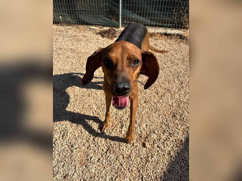 Brackenmix DARIA (3 Jahre) sucht eine eigene Familie!