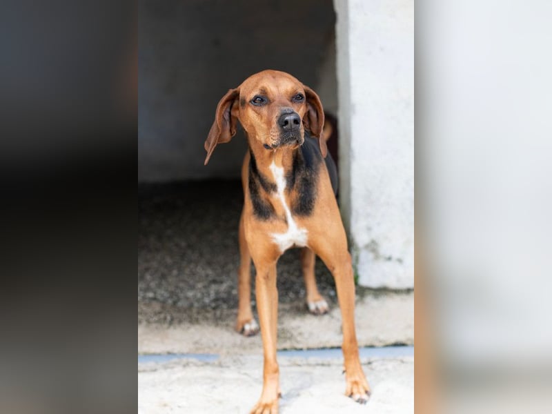 Brackenmix DARIA (3 Jahre) sucht eine eigene Familie!