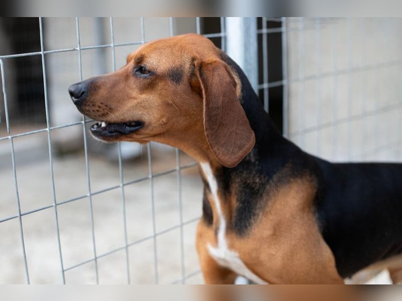 Brackenmix DARIA (3 Jahre) sucht eine eigene Familie!