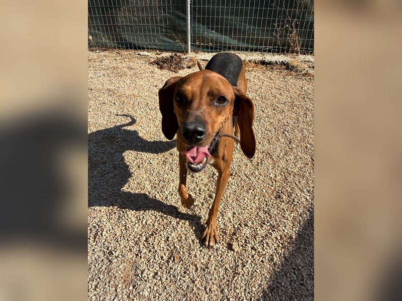Brackenmix DARIA (3 Jahre) sucht eine eigene Familie!