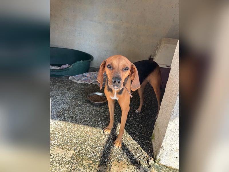 Brackenmix DARIA (3 Jahre) sucht eine eigene Familie!