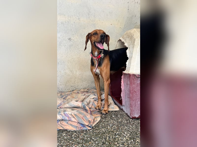 Brackenmix DARIA (3 Jahre) sucht eine eigene Familie!