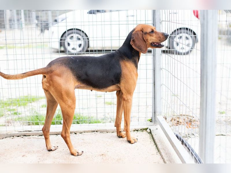 Brackenmix DARIA (3 Jahre) sucht eine eigene Familie!