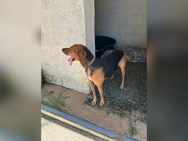 Brackenmix DARIA (3 Jahre) sucht eine eigene Familie!