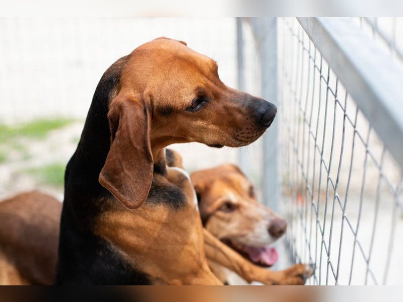 Brackenmix DARIA (3 Jahre) sucht eine eigene Familie!