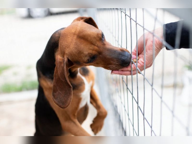 Brackenmix DARIA (3 Jahre) sucht eine eigene Familie!