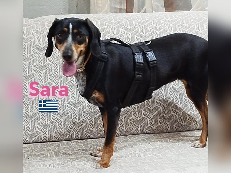 Sara, 10/21 - ängstliche, liebe Hündin sucht geduldige Menschen