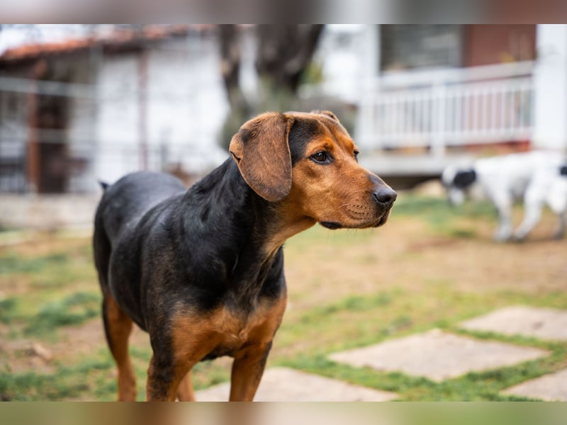 Niris - Jagdhundmix sucht Familie