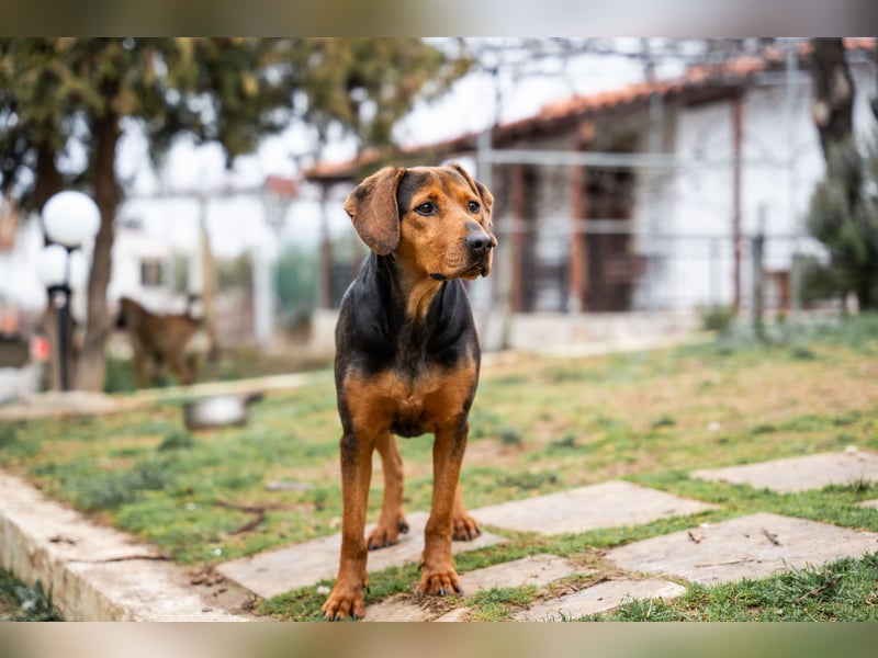 Niris - Jagdhundmix sucht Familie