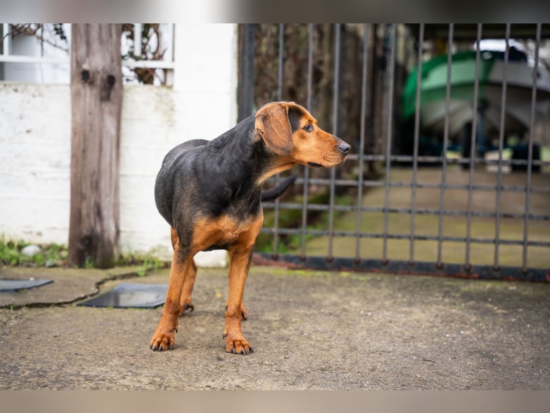 Niris - Jagdhundmix sucht Familie