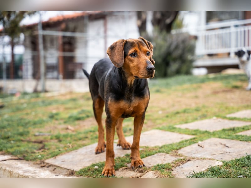 Niris - Jagdhundmix sucht Familie