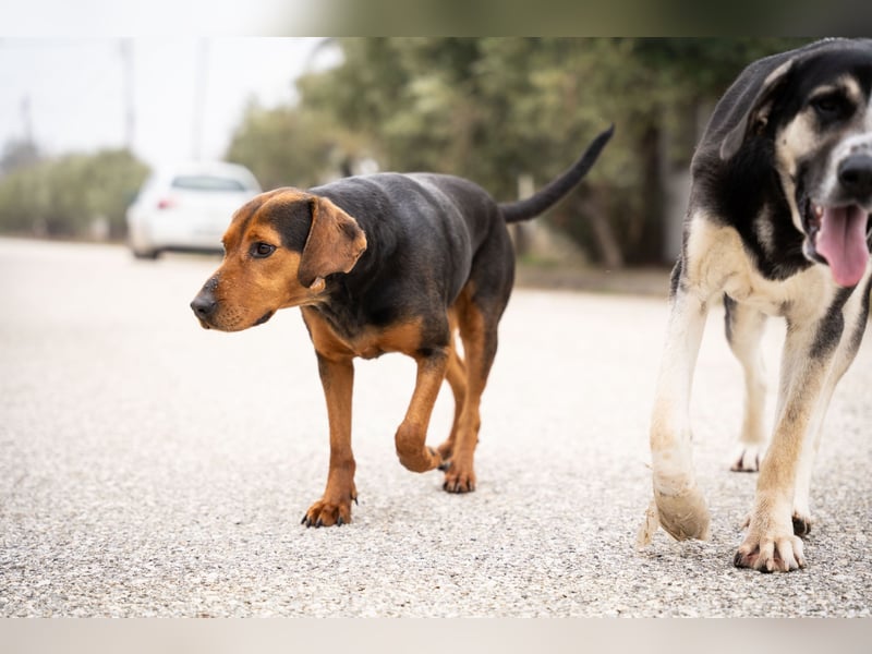 Niris - Jagdhundmix sucht Familie