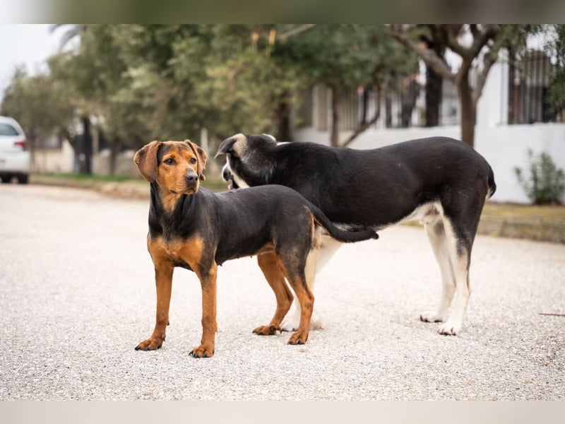 Niris - Jagdhundmix sucht Familie