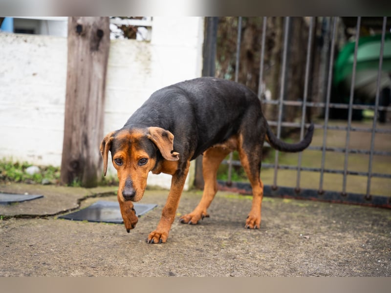 Niris - Jagdhundmix sucht Familie
