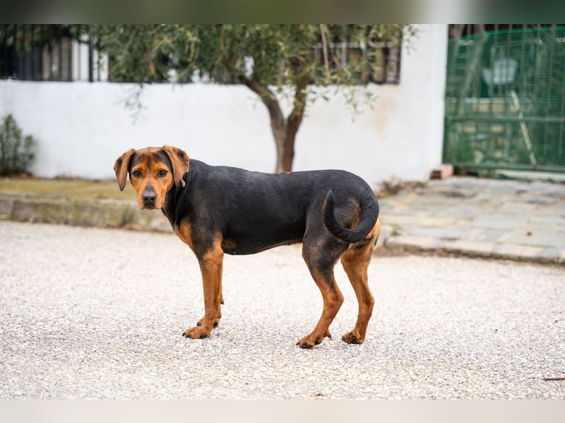 Niris - Jagdhundmix sucht Familie