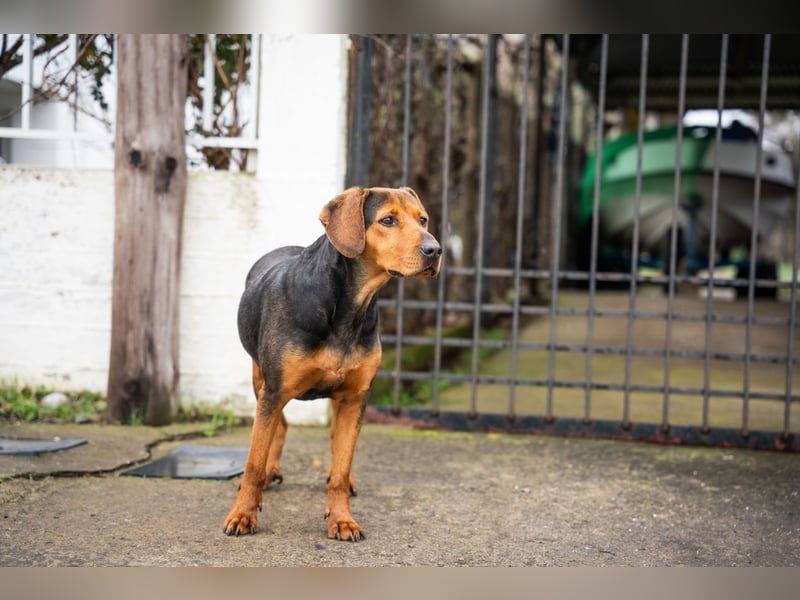 Niris - Jagdhundmix sucht Familie