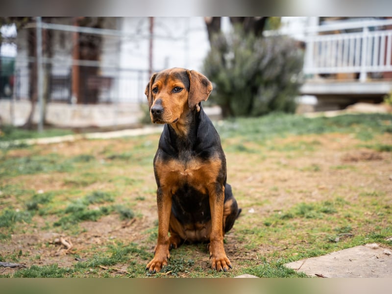 Niris - Jagdhundmix sucht Familie