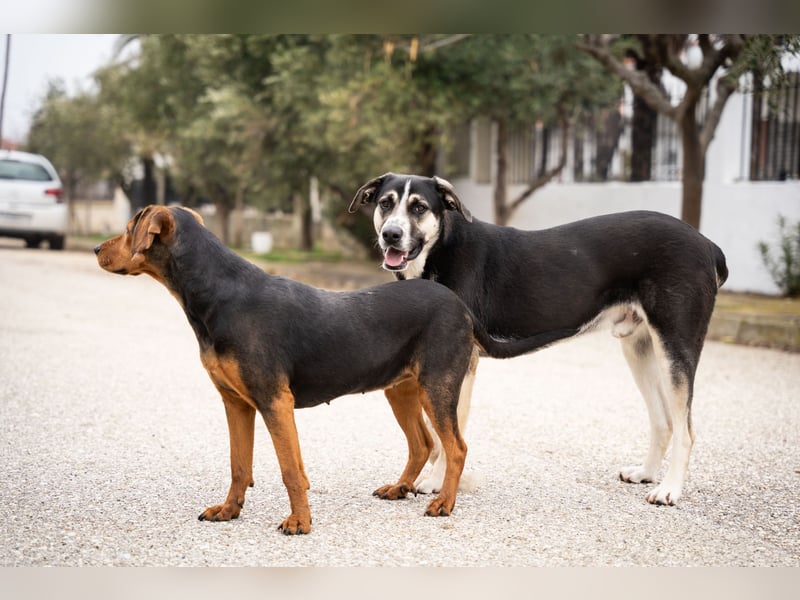 Niris - Jagdhundmix sucht Familie