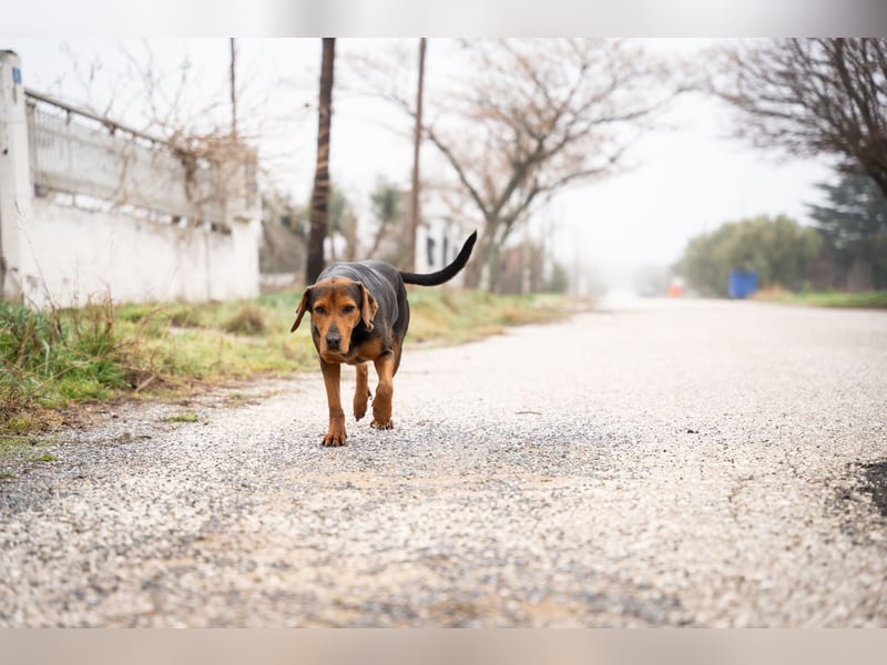 Niris - Jagdhundmix sucht Familie