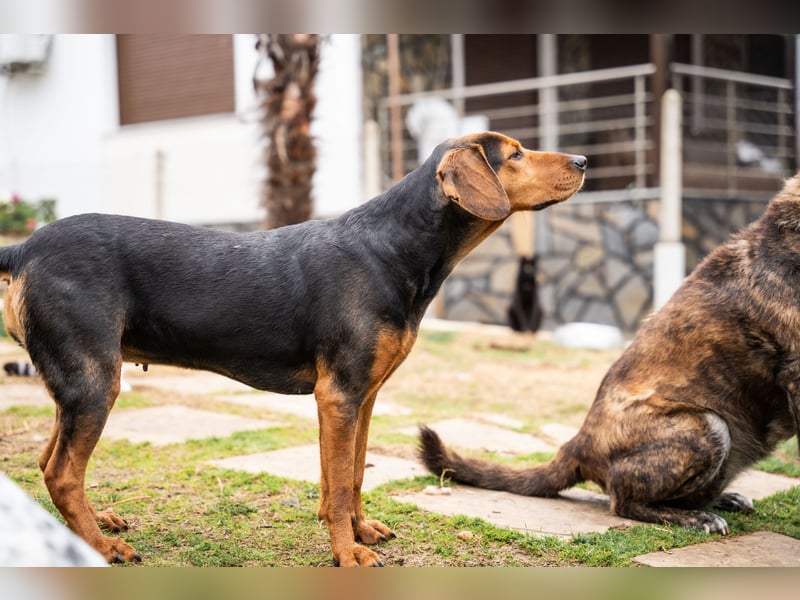 Niris - Jagdhundmix sucht Familie