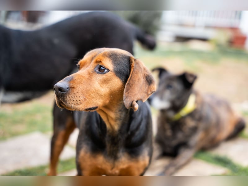 Niris - Jagdhundmix sucht Familie