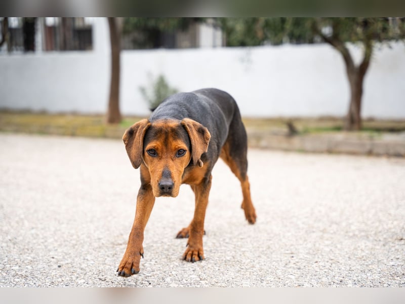 Niris - Jagdhundmix sucht Familie