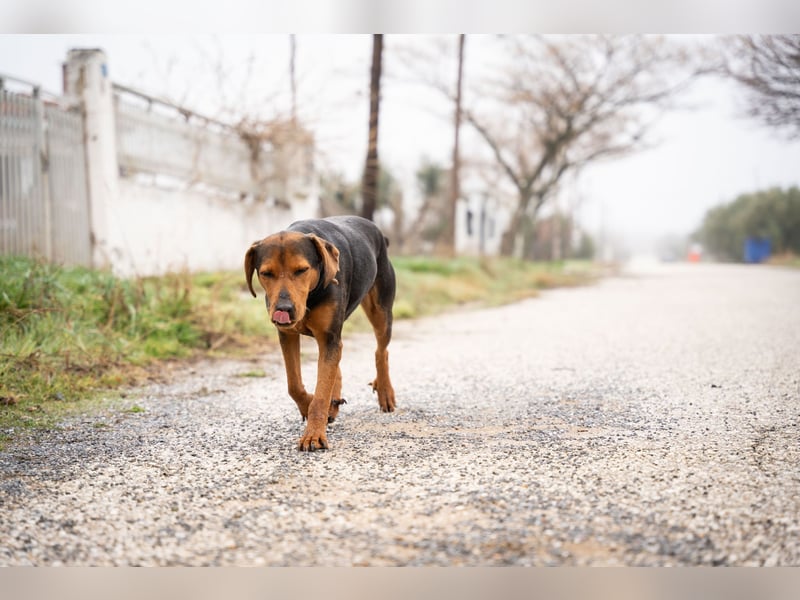 Niris - Jagdhundmix sucht Familie