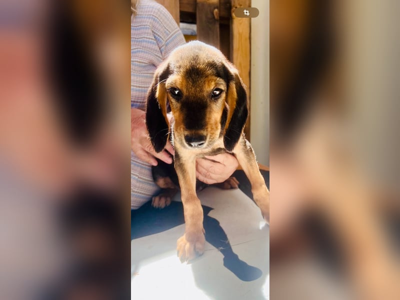 Bezaubernde, zärtliche Chanel sucht ihr Körbchen