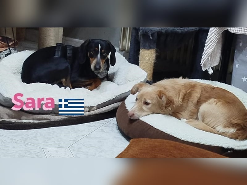 Sara, 10/21 - ängstliche, liebe Hündin sucht geduldige Menschen