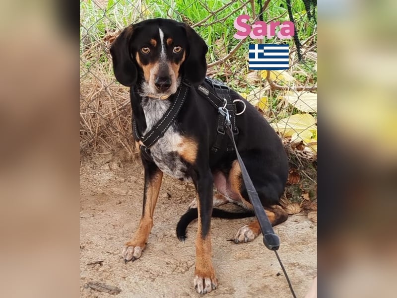 Sara, 10/21 - ängstliche, liebe Hündin sucht geduldige Menschen