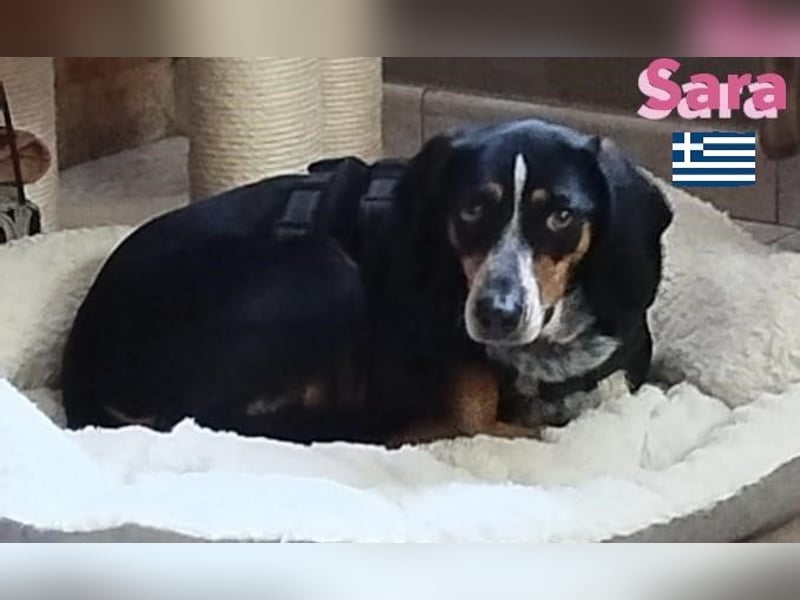 Sara, 10/21 - ängstliche, liebe Hündin sucht geduldige Menschen