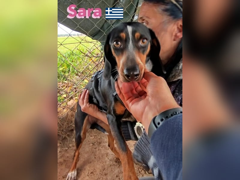 Sara, 10/21 - ängstliche, liebe Hündin sucht geduldige Menschen