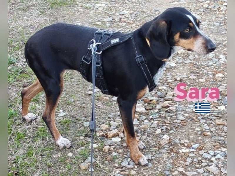 Sara, 10/21 - ängstliche, liebe Hündin sucht geduldige Menschen
