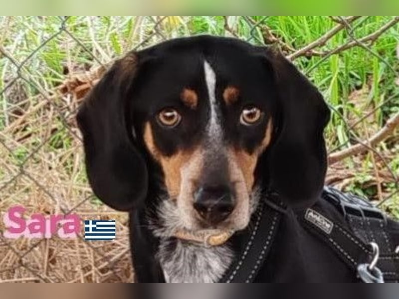 Sara, 10/21 - ängstliche, liebe Hündin sucht geduldige Menschen