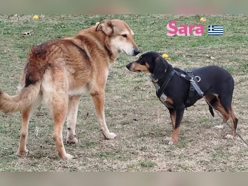 Sara, 10/21 - ängstliche, liebe Hündin sucht geduldige Menschen