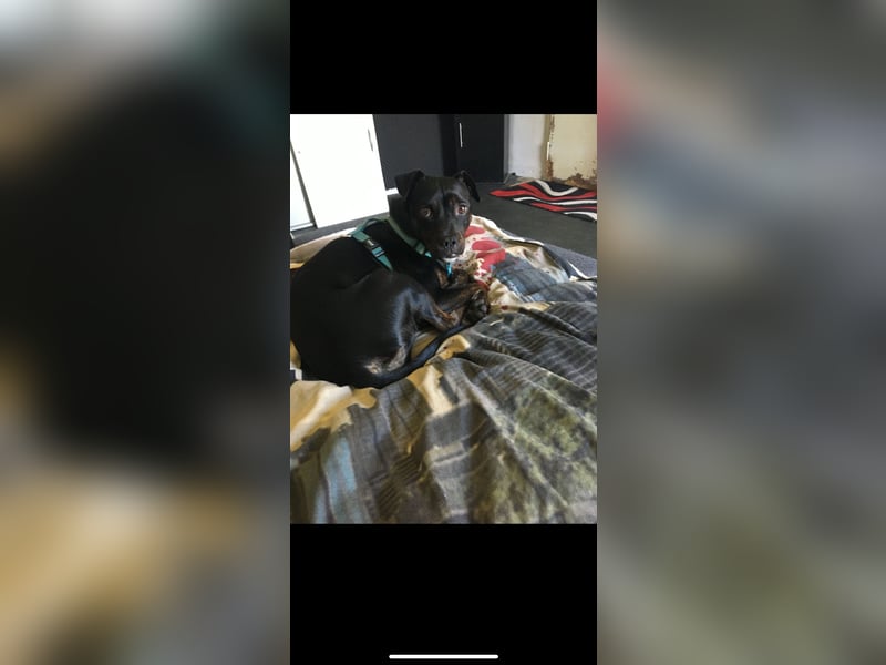 Kleine Mischlingshündin sucht ein passendes Zuhause