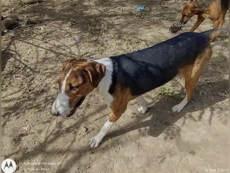 Lulu - Aktive und menschenbezogene Hündin