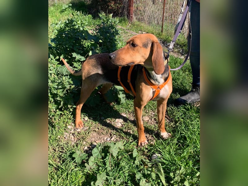 Jenny, ein echtes Dreamdogmädchen