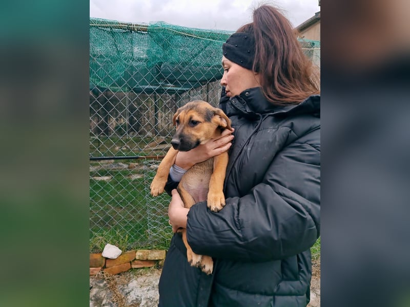 Welpe MARLA sucht ihr forever Home ❤️