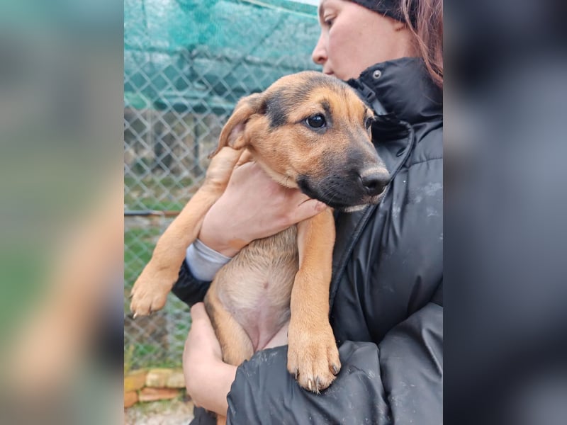 Welpe MARLA sucht ihr forever Home ❤️